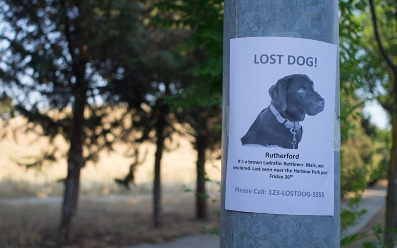 Finding a Lost Pet
